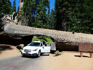 sequoia-2019-day0-5  Tunnel Log w.jpg (491201 bytes)